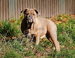 牛頭犬,狗,寵物