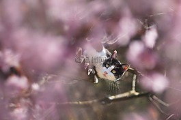 春天,貓,花卉