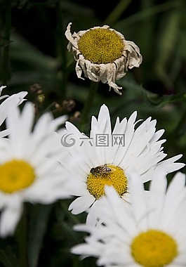 鮮花,蜜蜂,性質(zhì)
