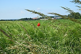klatschmohn,麥田,農業(yè)