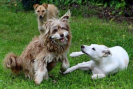 狗狗,玩,動物
