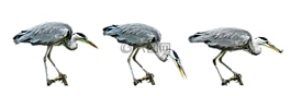 性質(zhì),鳥,蒼鷺