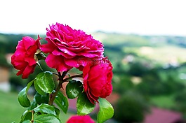 玫瑰,花,性質(zhì)