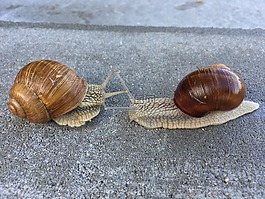 蝸牛,動物,性質(zhì)
