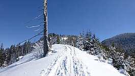 阿爾高,冬天,雪