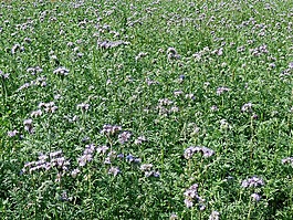 艾菊phacelia,植物,亲爱的