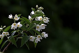 茉莉花,白,雨