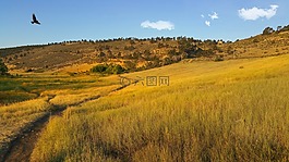 pineridge自然区,鹰,飞行