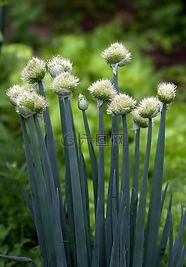 洋蔥,花卉,蔬菜