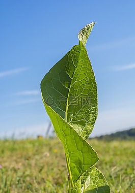 性質(zhì),大自然,葉子