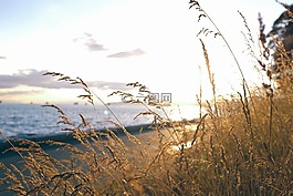 海,海洋,水