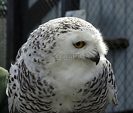 貓頭鷹,鳥,野生動物攝影