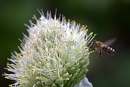 蜜蜂,飛行,花卉
