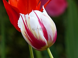 郁金香,開花,花