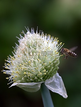 蜜蜂,飛行,花卉
