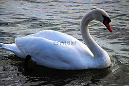 水,湖,鳥(niǎo)