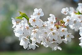 鮮花,樹,春天