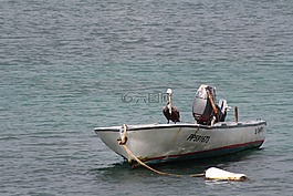 鳥,鵜鶘,海洋