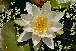 睡莲,白,关闭