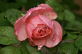 玫瑰,花,開花