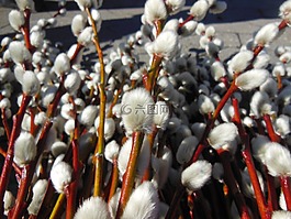 柳樹枝,雛鵝,柳 caprea