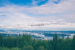 綠色,樹,植物