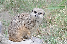哺乳動物,野生動物,動物