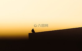 鸟类在evenning,鸽子,自然