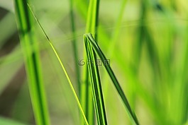 草,性質,夏季