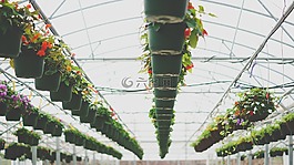 花,鍋,綠色