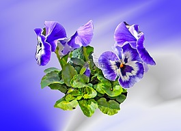 潘茜,花,春天