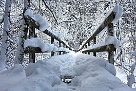 冬季森林,雪,橋