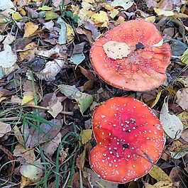 鵝膏菌,蘑菇,森林