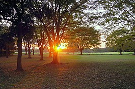日落,日本,公園
