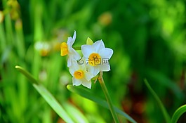 水仙,日本,綠色