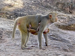 macaco,靈長類動物,緬甸