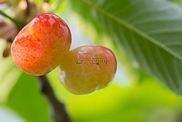 櫻桃,訪問,水果