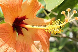 槿,春,花