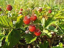 野草莓,莓果,草莓