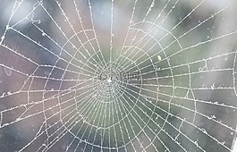 web,霜,冬天