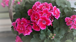 花卉,性質(zhì)