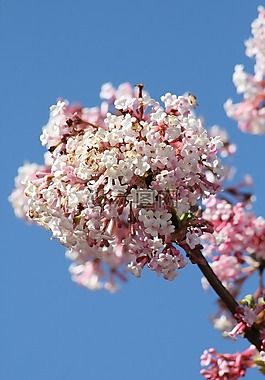 春天,布盧姆,花園