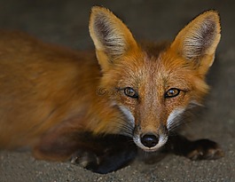 狐狸,动物,野生