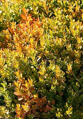 布什,黃綠色,觀賞植物