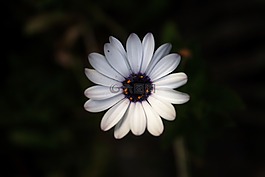白,花瓣,黑暗