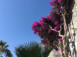 鮮花,克里特島,春天