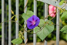 喇叭花,登山者,花園