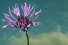自然,花,植物區(qū)系