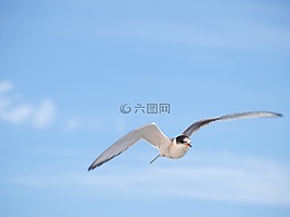 鷗,冰島,鳥