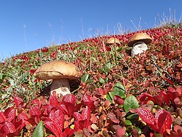 山区的苔原,蘑菇,秋季